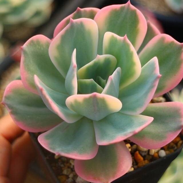 PRESALE Echeveria Secunda, Variegata, (Not So Random) – Cedar