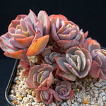 PRESALE Echeveria Suyon Cluster, (Random)