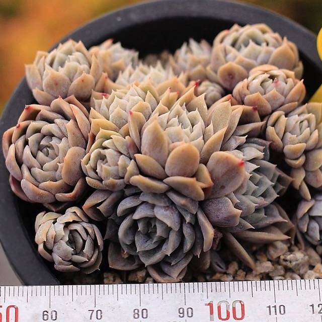 PRESALE Echeveria Mary Bell, Cluster