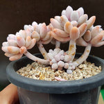 PRESALE Pachyphytum Machucae 'Baby Fingers,' (Random)