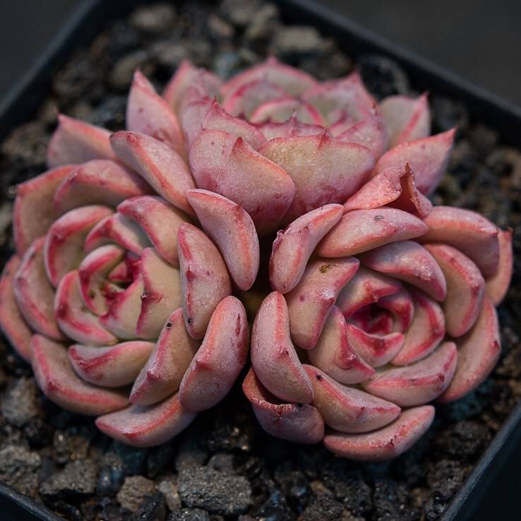 Hwaga Original Hybrid- PRESALE Echeveria Terrega