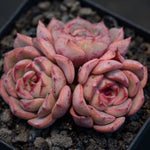 Hwaga Original Hybrid- PRESALE Echeveria Terrega