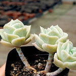 SPECIAL! JUST CART!! PRESALE Echeveria Lovely Rose, Triple, (Not So Random)