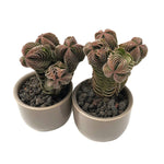 Crassula Buddha Temple Clusters, (Random)