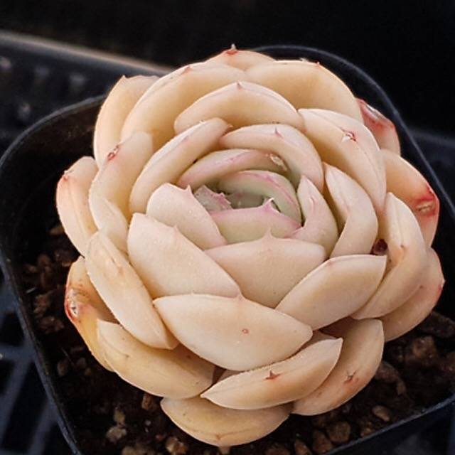 PRESALE Echeveria Strawberry Ice, (Random)