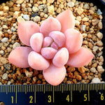 PRESALE Echeveria Arteusa, (Random)