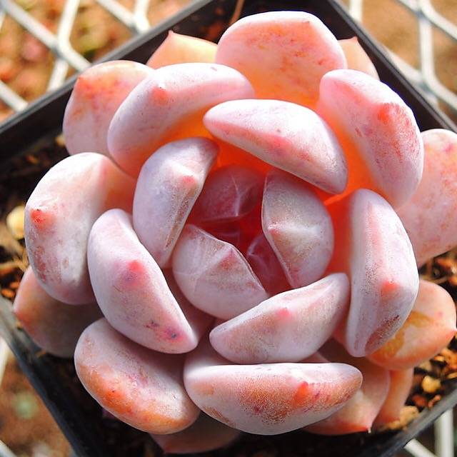 Echeveria Potosina, (Random)