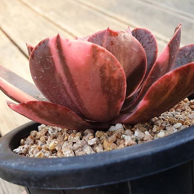 PRESALE Echeveria Pre Madonna, (Not so Random)
