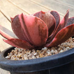 PRESALE Echeveria Pre Madonna, (Not so Random)