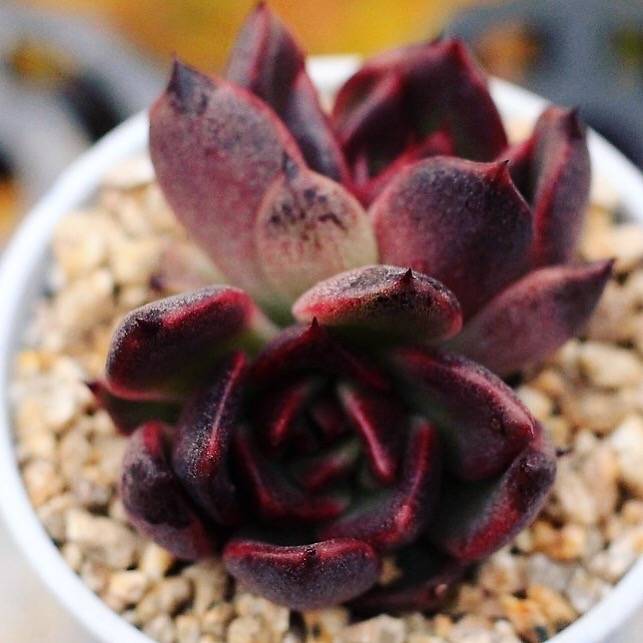 PRESALE Echeveria 'Black Rose,' Double