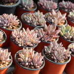 FLASH SALE! PRESALE Echeveria Sugar Jelly-- Clusters! (Random)- SIX LEFT :)