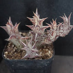 4th OF JULY FLASH SALE- DEAL #8 PRESALE Stapelia Decaryi Choux