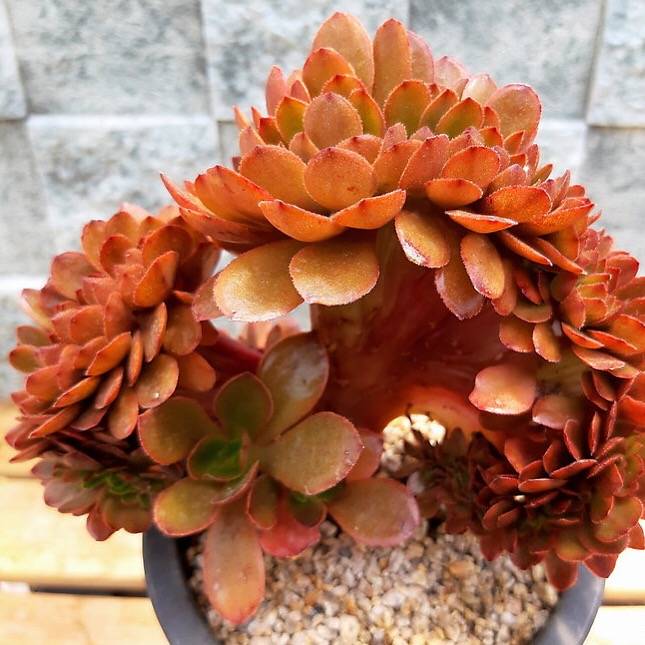 PRESALE Echeveria Ghidoric Iron, Cristata, (Not so Random)