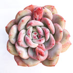 Echeveria Potosina (Large)