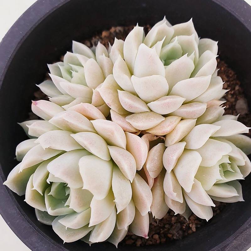 PRESALE Echeveria Hughmillus Cluster, (Random)