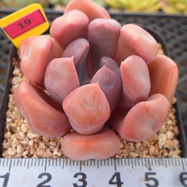 PRESALE Echeveria Cupid, (Random)