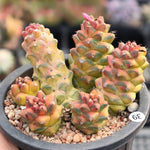 Monadenium Ritchiei, Variegata