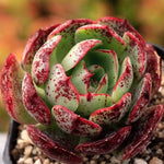 PRESALE Echeveria Love Fire