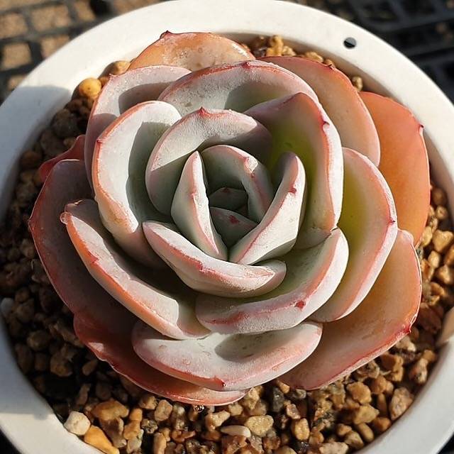 MOTHER'S DAY WEEKEND FLASH SALE! PRESALE Echeveria Brinks Blue, (Random)