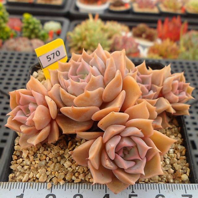 PRESALE Echeveria Glow, (Random) **VIDEO ATTACHED**