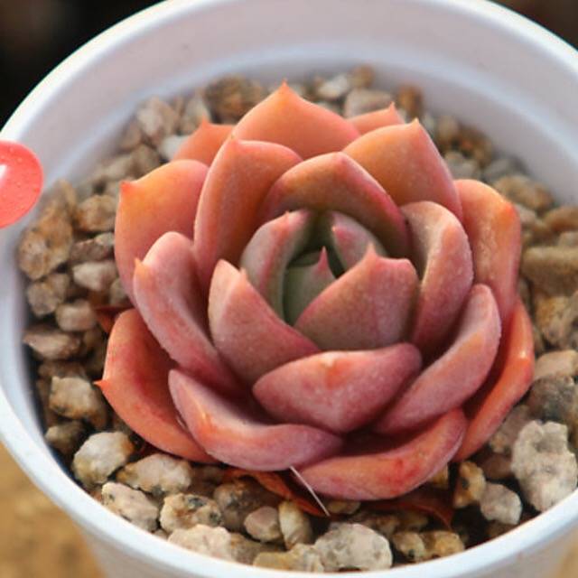PRESALE Echeveria Tina, (Not so Random)