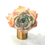 Echeveria Rosanna, Double