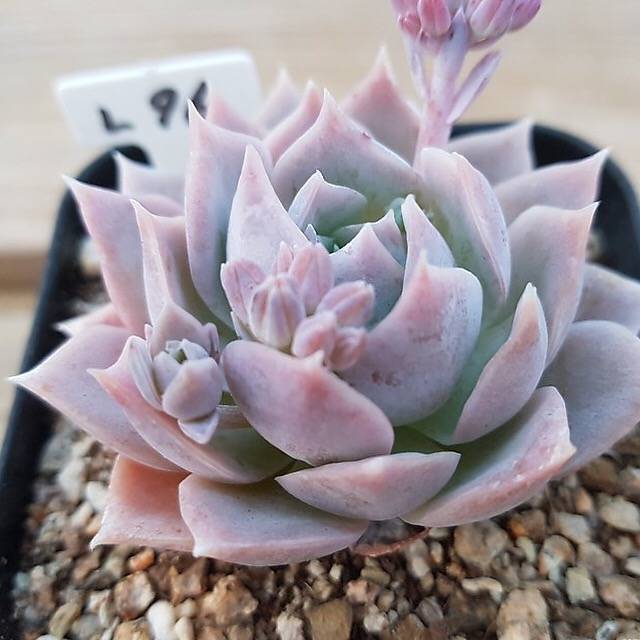PRESALE Sedum Suaveolens, (Not so Random)