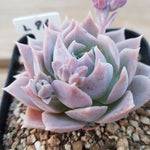 PRESALE Sedum Suaveolens, (Not so Random)