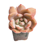 Echeveria Ariel