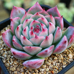 Echeveria Colorata Sp., (Not so Random)