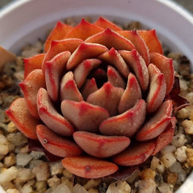 PRESALE Echeveria Phil Morning, (Random)