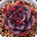 PRESALE Echeveria Love Fire Hybrid