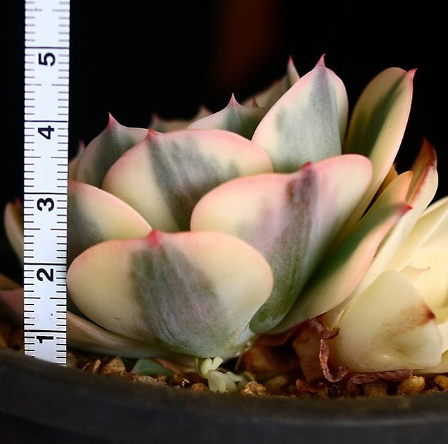 PRESALE Echeveria Lenore Dean, (Random)