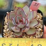 PRESALE Echeveria Strictiflora v Nova, (Random)