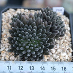 PRESALE Sinocrassula Yunnanensis, (Random)