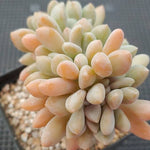 SPECIAL!! JUST CART! PRESALE Echeveria Cremneria 'Expatriata' f.cristata, (Not So Random)