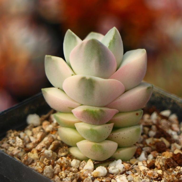 PRESALE Crassula Moonglow, Variegata, (Random)