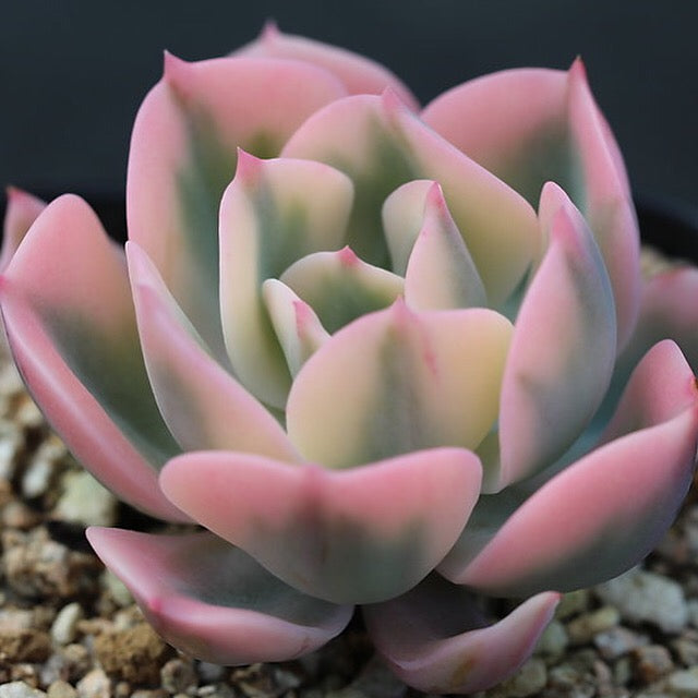 PRESALE Echeveria Secunda, Variegata, (Random)