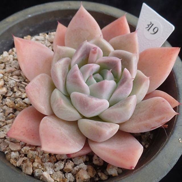 SPECIAL!! JUST CART!! PRESALE Echeveria Alba Beauty, (Random)