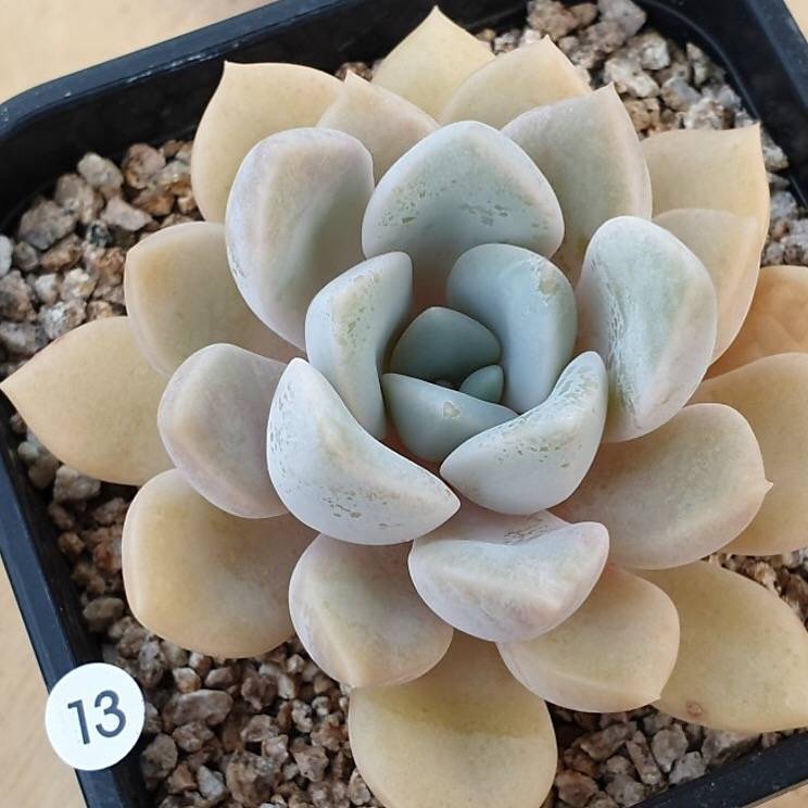 PRESALE Echeveria Tiny Bella, (Random)