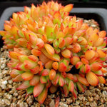 PRESALE Echeveria Memory Cristata, (Random)