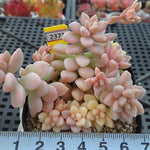 PRESALE Graptopetalum Mirinae, Variegata, (Random)