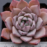 PRESALE Echeveria Largea, (Random)