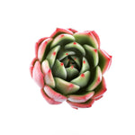 SPECIAL! JUST CART! Echeveria Chaconne (Hwaga Hybrid)