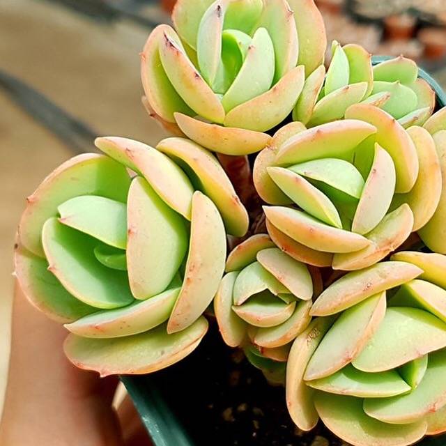 peach pride succulent PRESALE Echeveria Peach Pride, Cluster, (Not So Random) – Cedar Creek  Farmhouse