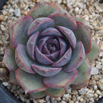 PRESALE Echeveria Black Queen Hybrid, (Random)