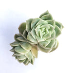 Echeveria Lovely Rose, (Double)