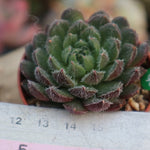 PRESALE Echeveria Scorpion, (Random)