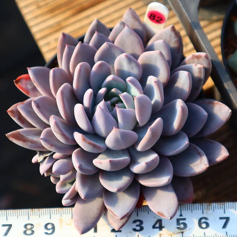 Echeveria Lulu