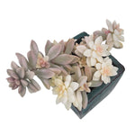 SPECIAL REQUEST- Graptopetalum Mirinae, Variegata